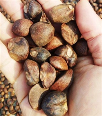 Как извлечь масло камелии?